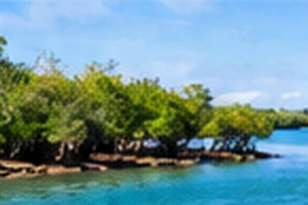 Namorzynowy brzeg pływowej zatoki na wybrzeżu Kenii